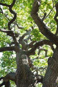 Low angle view of tree in forest