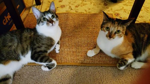 High angle view portrait of cats on floor at home
