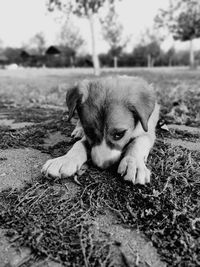 Close-up of a dog on field