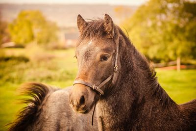 Close-up of horse