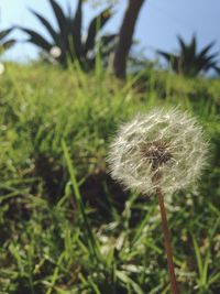 dandelion