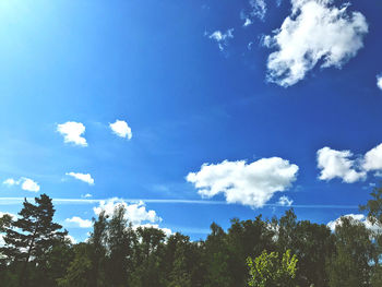 Low angle view of trees against blue sky