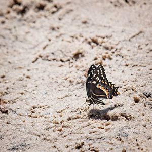 Butterfly on a sand bank