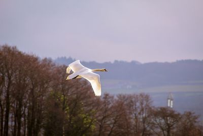 Swan flying against the sky