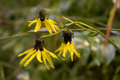 Close-up of insect on yellow flower