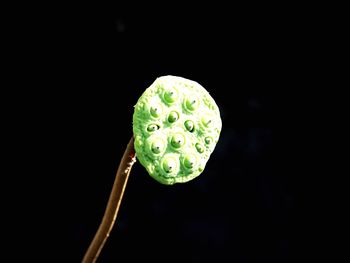 Close-up of green leaf against black background