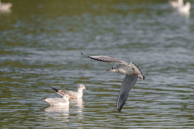 Seagulls flying over lake