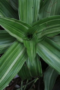 Full frame shot of plant