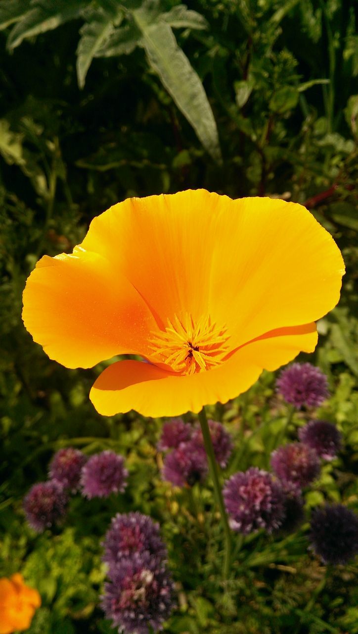 flower, petal, freshness, yellow, growth, fragility, flower head, beauty in nature, close-up, focus on foreground, blooming, nature, plant, in bloom, blossom, single flower, pollen, stem, stamen, botany