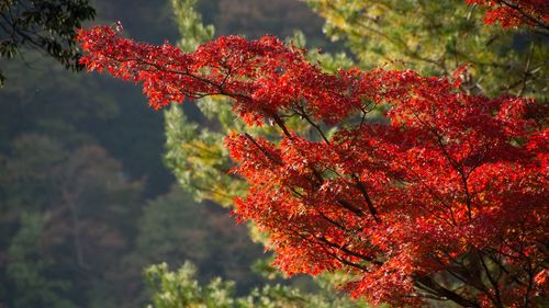 Close-up of red maple leaves on tree