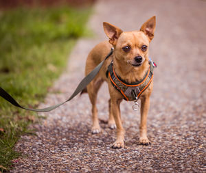 Portrait of dog standing on land