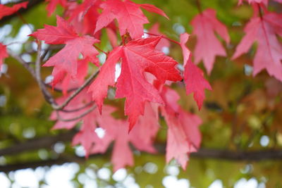 Close-up of red maple leaves on plant