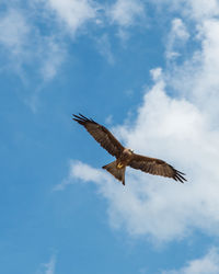 Low angle view of eagle flying in sky