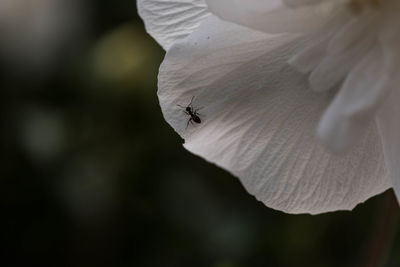 Close-up of bee on white flower