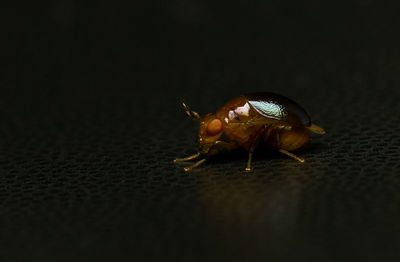 Close-up of insect over black background