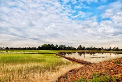 Scenic view of agricultural field against sky