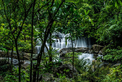 Scenic view of waterfall in forest