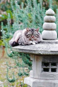 Portrait of cat relaxing outdoors