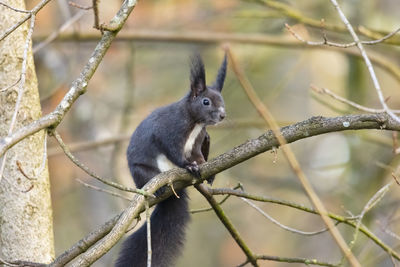 Squirrel on branch