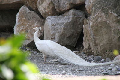 White peacock against rocks at zoo