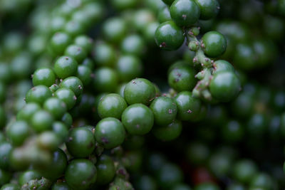 Close-up full frame of fresh peppercorns