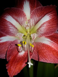 Close-up of red hibiscus blooming outdoors
