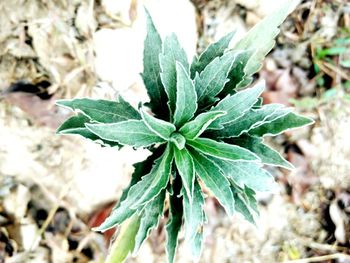 High angle view of plant leaves on field