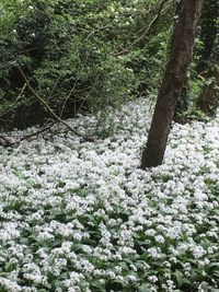 Flowers growing in forest