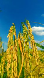 Close-up of crops growing on field against clear blue sky