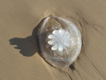 Close-up of dead jellyfish on sandy beach