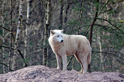 Sheep standing in a forest