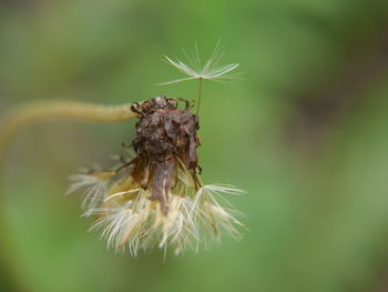 Close-up of thistle on plant