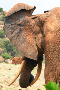 Close up of backside of african elephant ear latticed with blood vessels at tsavo east national park