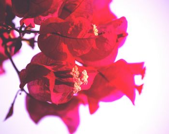 Close-up of red flowers