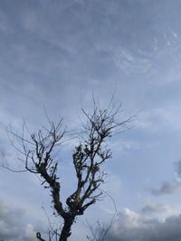 Low angle view of bare tree against sky