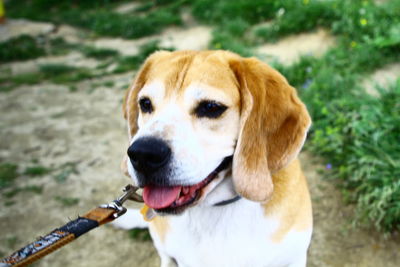 Close-up of dog looking away