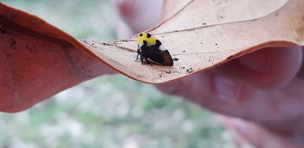 Close-up of insect on a hand holding leaf