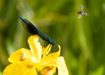 Metallic blue male banded demoiselle damselfly calopteryx splendens on a yellow iris flower