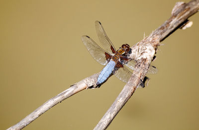 Close-up of dragonfly perching on twig