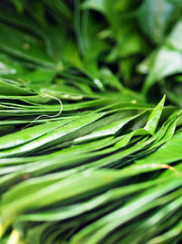 Full frame shot of green leaves