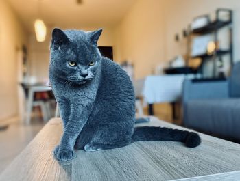 Portrait of black cat sitting at home