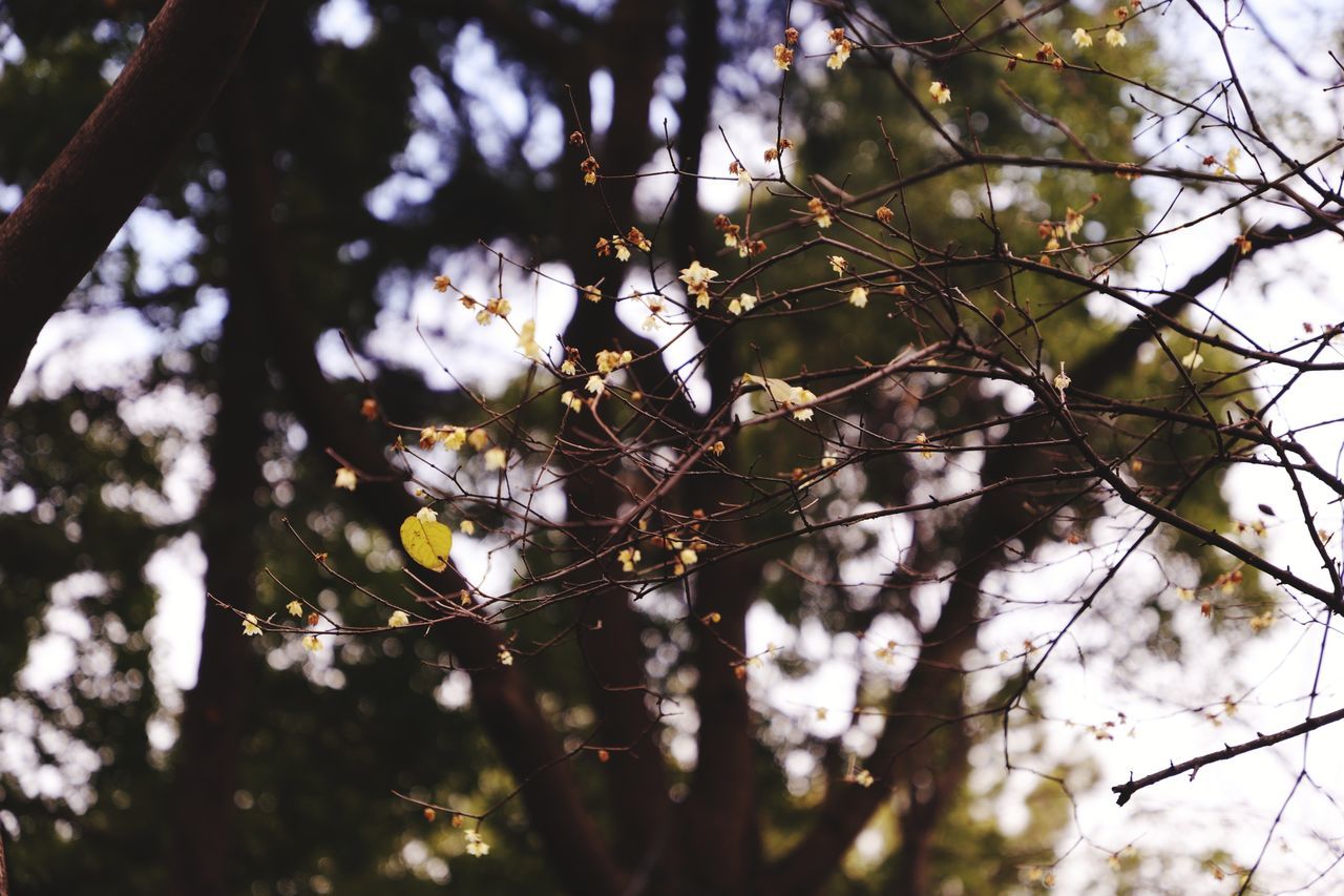 CLOSE-UP OF TREE BRANCH