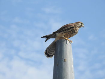 Low angle view of eagle perching on wooden post