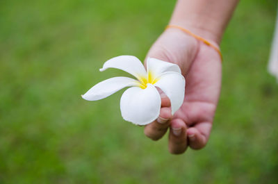 Close-up of hand holding white flower over field