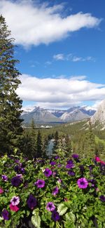 View of flowering plants against cloudy sky