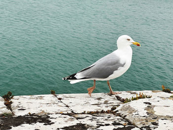 Close-up of seagull