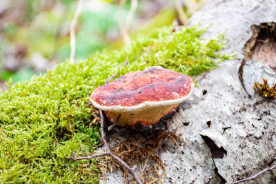 Mushroom on a trunk in a mossy forest. smoky polypore or smoky bracket, species of fungus