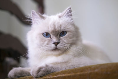 Close-up portrait of cat