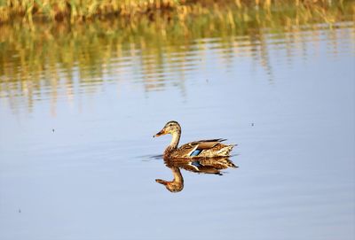 Duck swimming in a lake