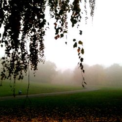 Scenic view of grassy field in foggy weather